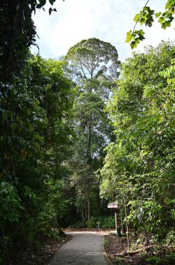 Samajaya Stutong Ormanı Doğa Koruma Alanı Borneo Adası, Sarawak