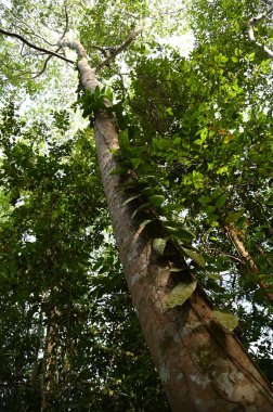 Samajaya Stutong Ormanı Doğa Koruma Alanı Borneo Adası, Sarawak
