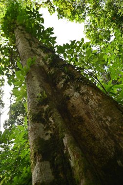Samajaya Stutong Ormanı Doğa Koruma Alanı Borneo Adası, Sarawak