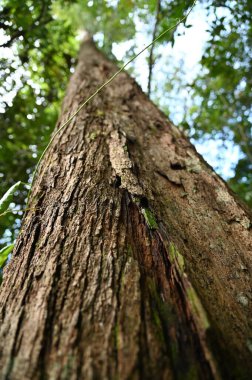 Samajaya Stutong Ormanı Doğa Koruma Alanı Borneo Adası, Sarawak