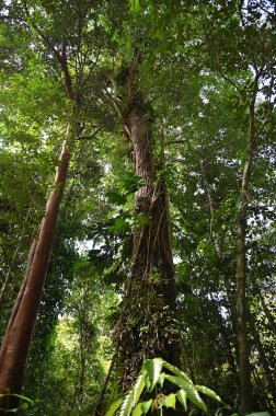 Samajaya Stutong Ormanı Doğa Koruma Alanı Borneo Adası, Sarawak