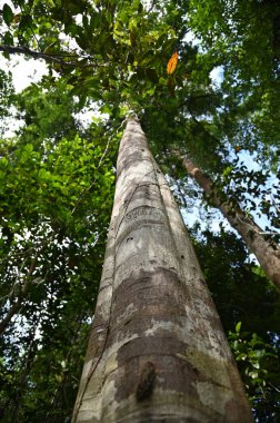 Samajaya Stutong Ormanı Doğa Koruma Alanı Borneo Adası, Sarawak