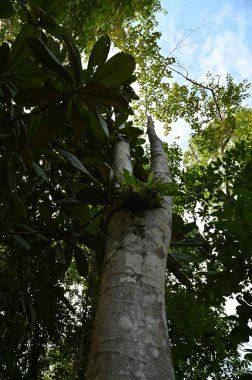 Samajaya Stutong Ormanı Doğa Koruma Alanı Borneo Adası, Sarawak