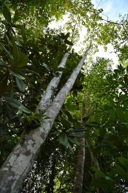 Samajaya Stutong Ormanı Doğa Koruma Alanı Borneo Adası, Sarawak