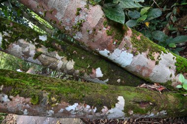 Samajaya Stutong Ormanı Doğa Koruma Alanı Borneo Adası, Sarawak