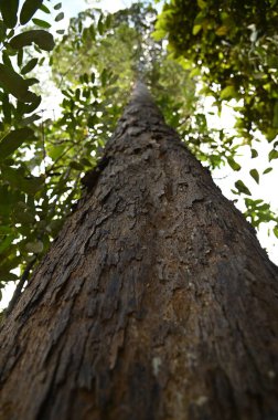 Samajaya Stutong Ormanı Doğa Koruma Alanı Borneo Adası, Sarawak
