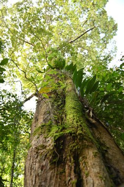 Samajaya Stutong Ormanı Doğa Koruma Alanı Borneo Adası, Sarawak