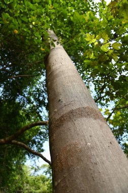 Samajaya Stutong Ormanı Doğa Koruma Alanı Borneo Adası, Sarawak