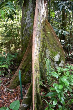 Samajaya Stutong Ormanı Doğa Koruma Alanı Borneo Adası, Sarawak