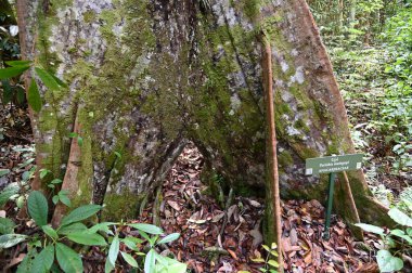 Samajaya Stutong Ormanı Doğa Koruma Alanı Borneo Adası, Sarawak