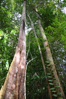 Samajaya Stutong Ormanı Doğa Koruma Alanı Borneo Adası, Sarawak