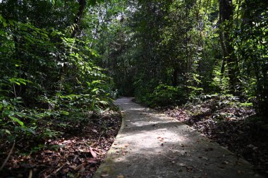 Samajaya Stutong Ormanı Doğa Koruma Alanı Borneo Adası, Sarawak