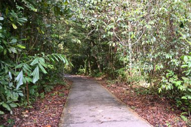 Samajaya Stutong Ormanı Doğa Koruma Alanı Borneo Adası, Sarawak