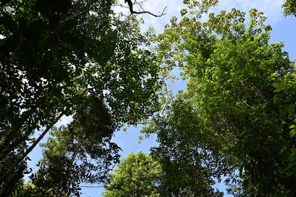 The Samajaya Stutong Forest Park Nature Reserve at Borneo Island, Sarawak