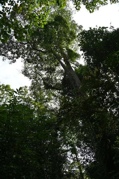 Samajaya Stutong Ormanı Doğa Koruma Alanı Borneo Adası Sarawak — Stok fotoğraf