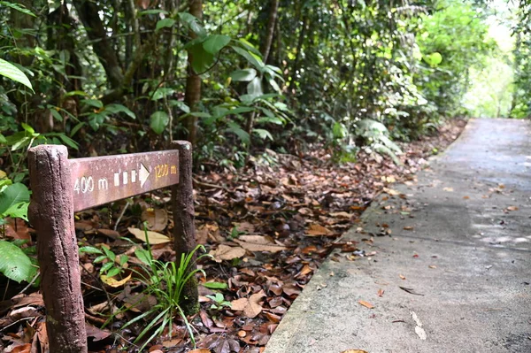 Samajaya Stutong Ormanı Doğa Koruma Alanı Borneo Adası, Sarawak