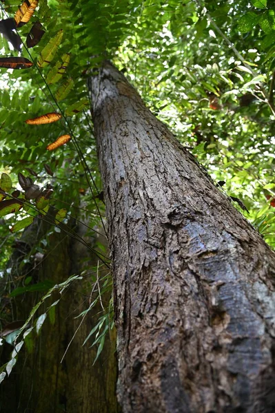 Přírodní Rezervace Samajaya Stutong Forest Park Ostrově Borneo Sarawak — Stock fotografie