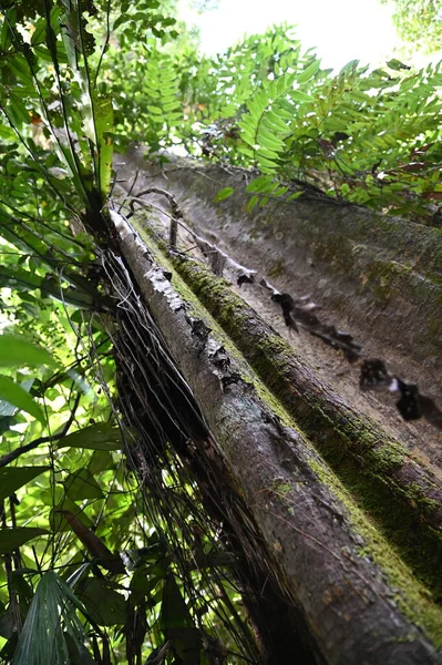 Природний Заповідник Самаджая Стутонг Острові Борнео Саравак — стокове фото