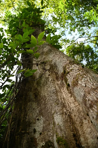 Samajaya Stutong Ormanı Doğa Koruma Alanı Borneo Adası, Sarawak