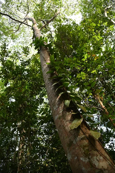 Samajaya Stutong Ormanı Doğa Koruma Alanı Borneo Adası, Sarawak
