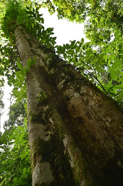 Samajaya Stutong Ormanı Doğa Koruma Alanı Borneo Adası, Sarawak