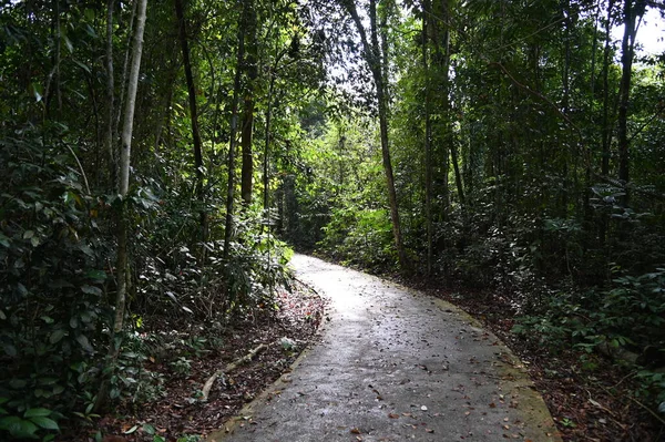 Samajaya Stutong Ormanı Doğa Koruma Alanı Borneo Adası, Sarawak
