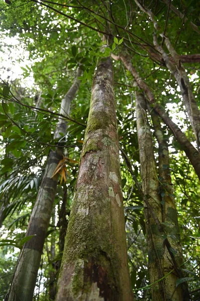 Reserva Natural Del Parque Forestal Samajaya Stutong Isla Borneo Sarawak — Foto de Stock