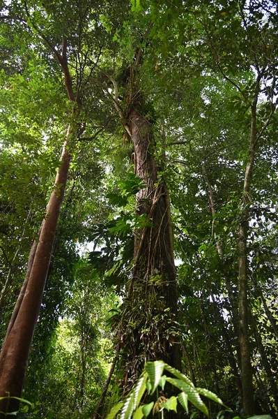 Samajaya Stutong Ormanı Doğa Koruma Alanı Borneo Adası, Sarawak
