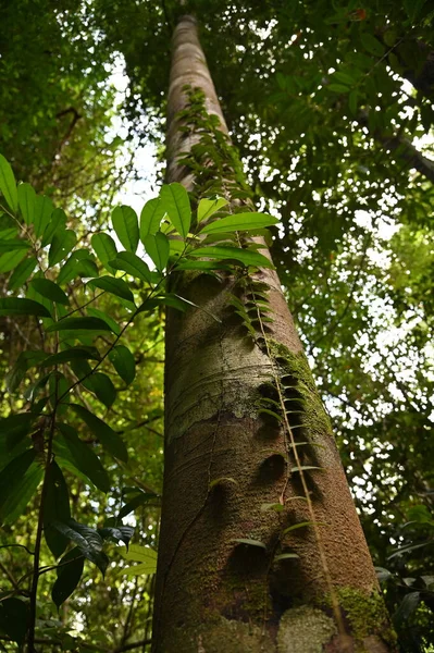 Samajaya Stutong Forest Park Nature Reserve Στο Νησί Βόρνεο Sarawak — Φωτογραφία Αρχείου