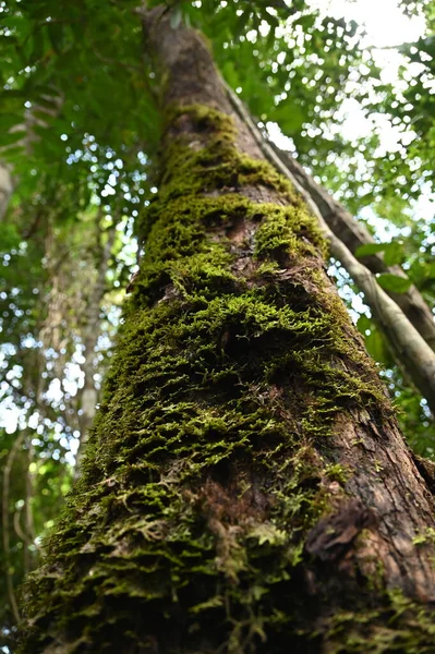 Samajaya Stutong Forest Park Nature Reserve Στο Νησί Βόρνεο Sarawak — Φωτογραφία Αρχείου