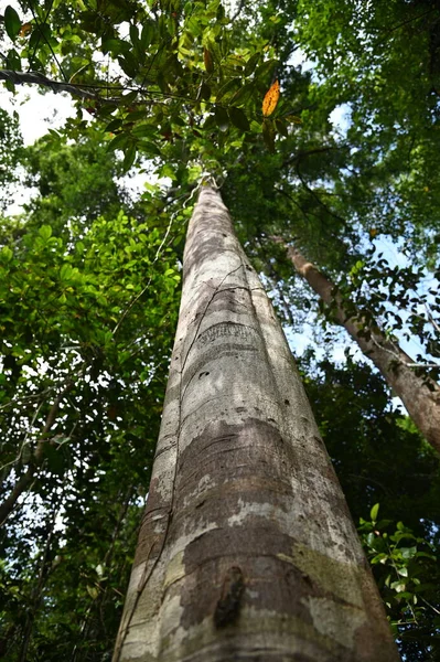 Samajaya Stutong Ormanı Doğa Koruma Alanı Borneo Adası, Sarawak