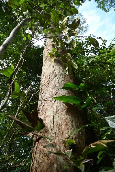 Samajaya Stutong Forest Park Nature Reserve Στο Νησί Βόρνεο Sarawak — Φωτογραφία Αρχείου