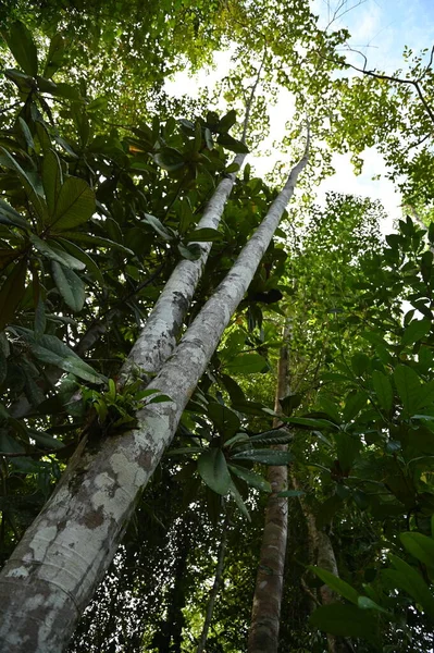 Samajaya Stutong Ormanı Doğa Koruma Alanı Borneo Adası, Sarawak