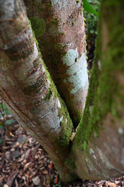 Samajaya Stutong Ormanı Doğa Koruma Alanı Borneo Adası, Sarawak