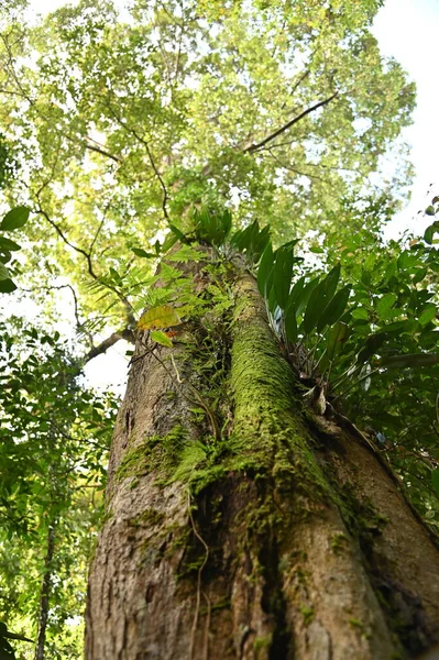 Samajaya Stutong Ormanı Doğa Koruma Alanı Borneo Adası, Sarawak