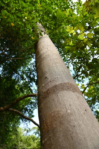 Samajaya Stutong Ormanı Doğa Koruma Alanı Borneo Adası, Sarawak