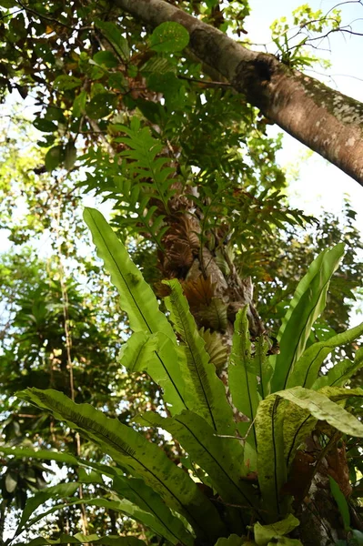 Samajaya Stutong Ormanı Doğa Koruma Alanı Borneo Adası, Sarawak