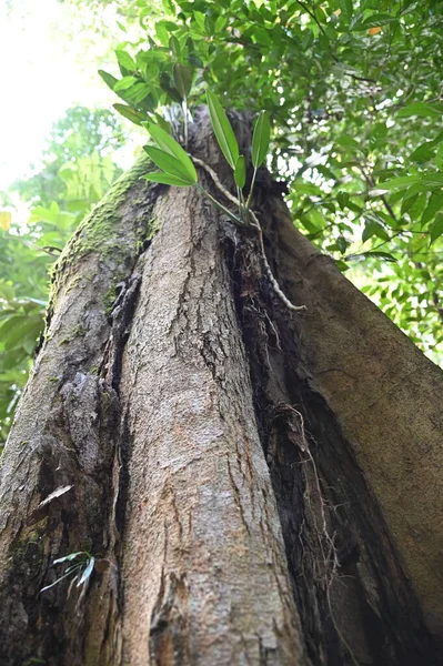 Samajaya Stutong Ormanı Doğa Koruma Alanı Borneo Adası, Sarawak