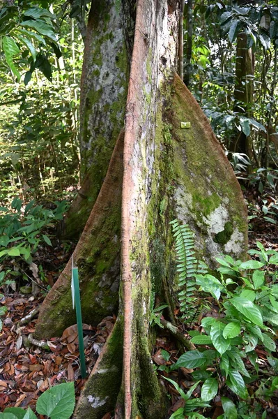Samajaya Stutong Ormanı Doğa Koruma Alanı Borneo Adası, Sarawak