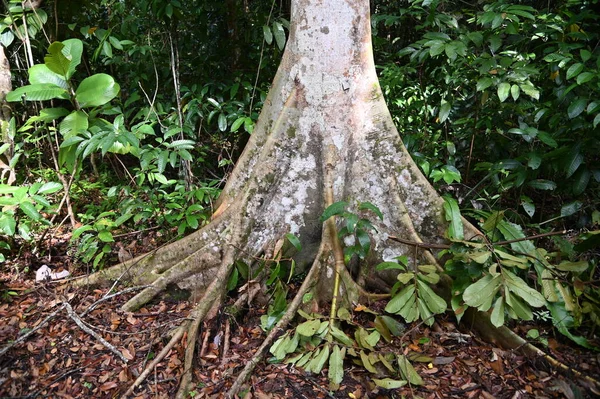 Samajaya Stutong Forest Park Természetvédelmi Terület Borneó Szigeten Sarawak — Stock Fotó