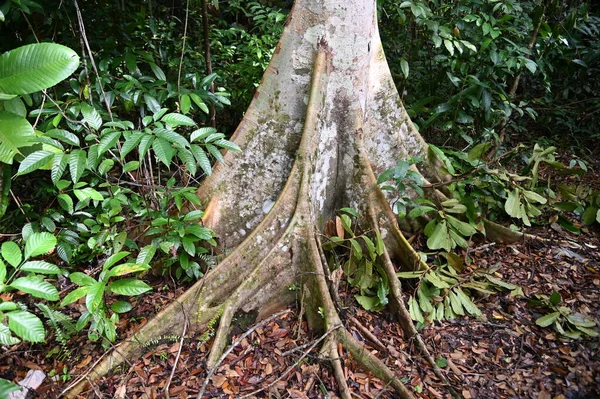 Samajaya Stutong Ormanı Doğa Koruma Alanı Borneo Adası, Sarawak