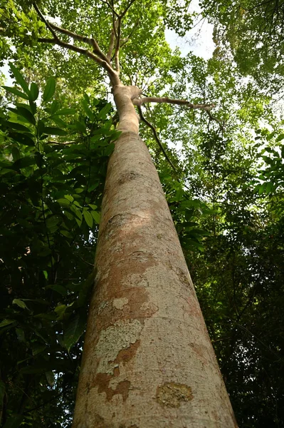 Samajaya Stutong Ormanı Doğa Koruma Alanı Borneo Adası, Sarawak