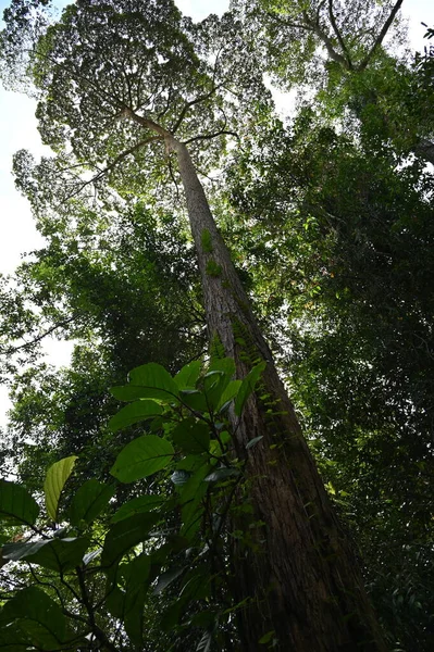 Samajaya Stutong Forest Park Nature Reserve Borneo Island Sarawak — Stock Photo, Image