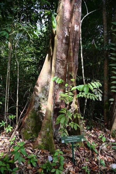Reserva Natural Parque Florestal Samajaya Stutong Ilha Bornéu Sarawak — Fotografia de Stock