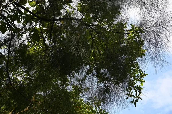 Samajaya Stutong Ormanı Doğa Koruma Alanı Borneo Adası, Sarawak