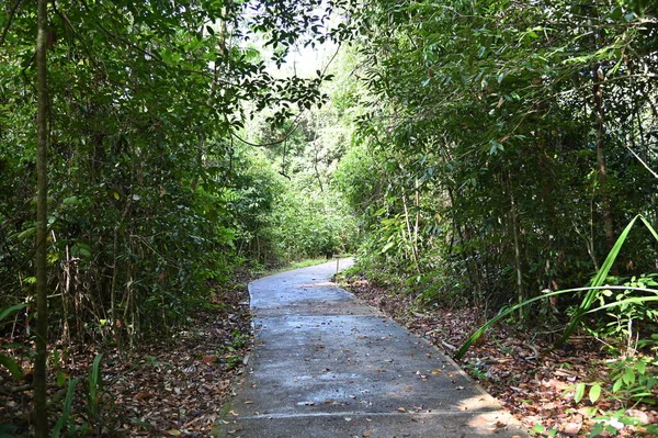 Samajaya Stutong Ormanı Doğa Koruma Alanı Borneo Adası, Sarawak