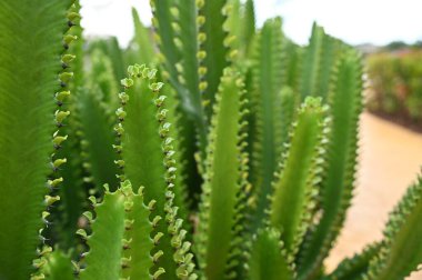 Batu Kawa Nehir Kenarı Parkı, tarihi gökyüzü köprüsü ve çevresindeki parklar