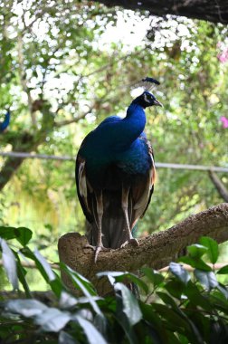 Hayvanların fotoğrafları - tavus kuşu