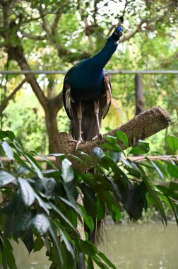 Hayvanların fotoğrafları - tavus kuşu