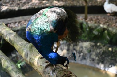 Hayvanların fotoğrafları - tavus kuşu